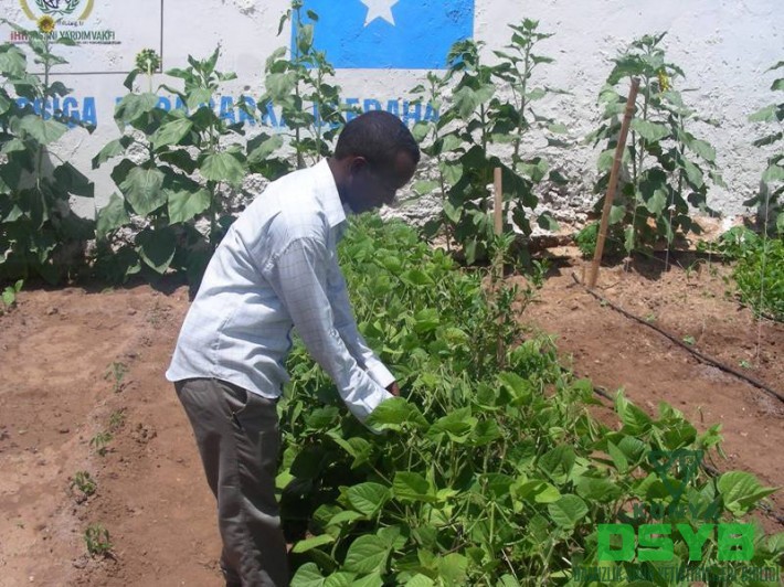 tarım somali